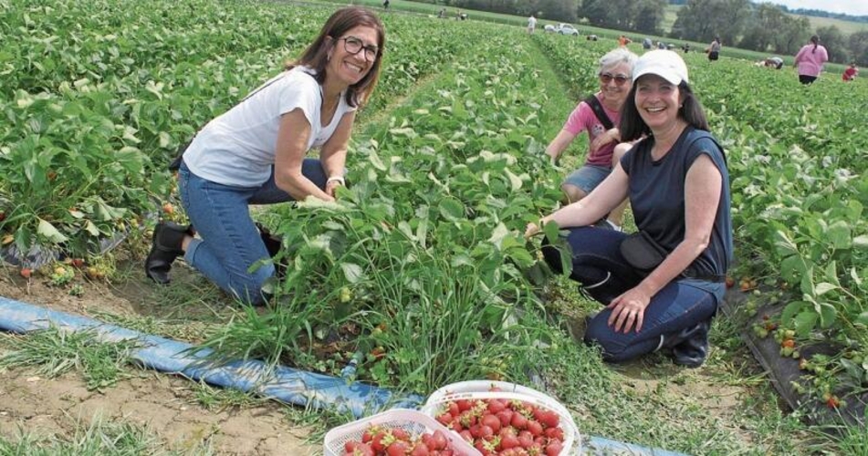 «Die Erdbeeren hier sind immer sehr fein. Wir essen viele frisch und kochen dann noch etwas Konfi.» Santa Uebelhart (vorne links) und Marisa von Burg aus Lengnau sowie Rosmarie Sommer aus Grenchen in der Mitte.