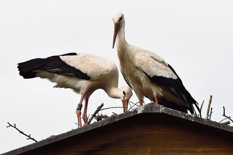 Das Nest ist beinahe fertig gebaut, die Jungmannschaft kann bald schlüpfen.