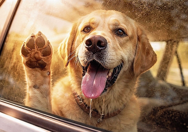 Bei 30 Grad draussen herrschen im Auto nach fünf Minuten bereits lebensbedrohliche 50 Grad.Bild: KI generiert