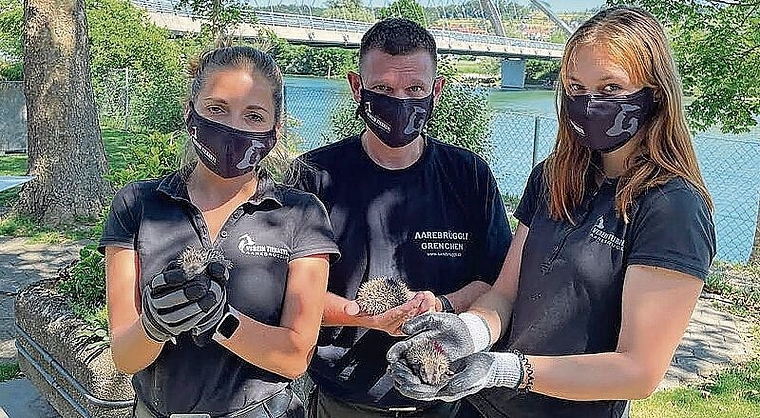 Igelbabies auf dem Weg zurück: Tierpflegerin Lea Scheidegger, Ivan Schmid und Tierpflegerin in Ausbildung, Larissa Schwab haben die Erstversorgung vorgenommen. Bild: Peter J. Aebi