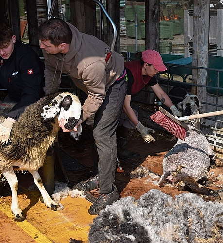 Das nächste Schaf bitte … Das nächste Schaf bitte …