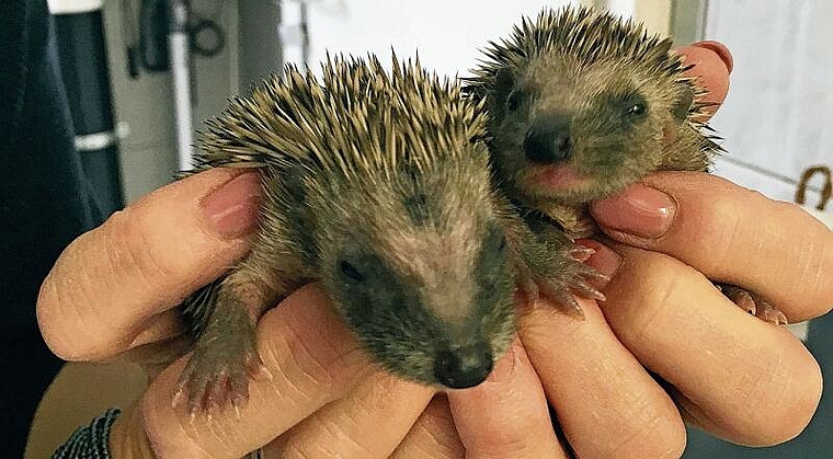 Igel gehören zu den ältesten Säugetierarten auf der Erde. Die faszinierenden Tiere sind aber akut vom Klimawandel bedroht und brauchen Unterstützung. Bild: zvg.