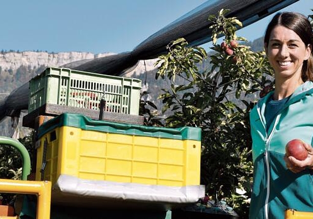 Martina Schluep-Vogt auf einem der beiden Traktoren bei der Apfelernte – mit freiem Blick auf die Wandfluh. Die Arbeit in der Natur kann so schön sein!Bild: Joseph Weibel