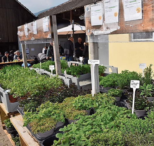 Auf dem Biohof sind auch Gemüse- und Salatsetzlinge sowie verschiedenste Kräuter im Angebot. Auf dem Biohof sind auch Gemüse- und Salatsetzlinge sowie verschiedenste Kräuter im Angebot.