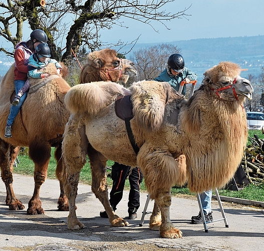 Hoch zu Kamel: Die seltenen Gäste auf dem Biohof in der Neuen Zelg sind eine der Attraktionen am Schafschurfest. Hoch zu Kamel: Die seltenen Gäste auf dem Biohof in der Neuen Zelg sind eine der Attraktionen am Schafschurfest.
