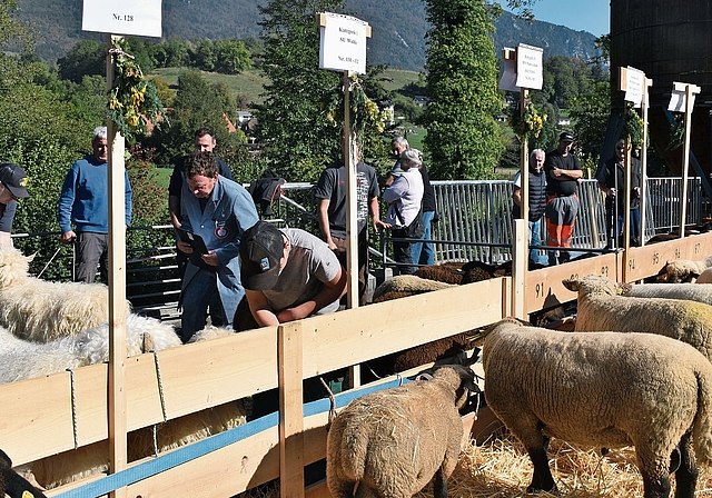 Der Aufzug von 140 Schafen beim Werkhof in Selzach. Sie alle werden von Richtern mit drei Noten bewertet: für Typ, Bein und Wolle. Eine Schafschau im Frühling und im Herbst zieht jeweils neben den Züchtern auch viele Zaungäste an. 
