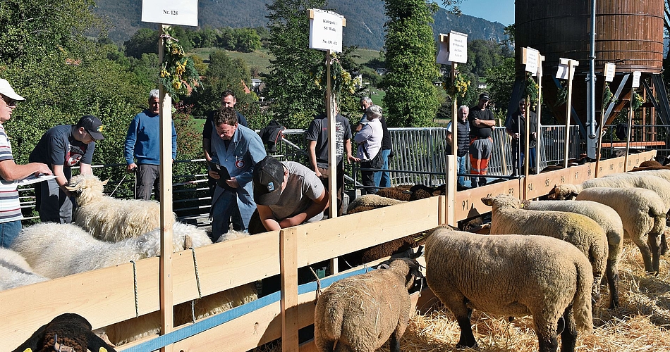 Der Aufzug von 140 Schafen beim Werkhof in Selzach. Sie alle werden von Richtern mit drei Noten bewertet: für Typ, Bein und Wolle. Eine Schafschau im Frühling und im Herbst zieht jeweils neben den Züchtern auch viele Zaungäste an. Der Aufzug von 140 Schafen beim Werkhof in Selzach. Sie alle werden von Richtern mit drei Noten bewertet: für Typ, Bein und Wolle. Eine Schafschau im Frühling und im Herbst zieht jeweils neben den Züchtern auch viele Zaungäste an.