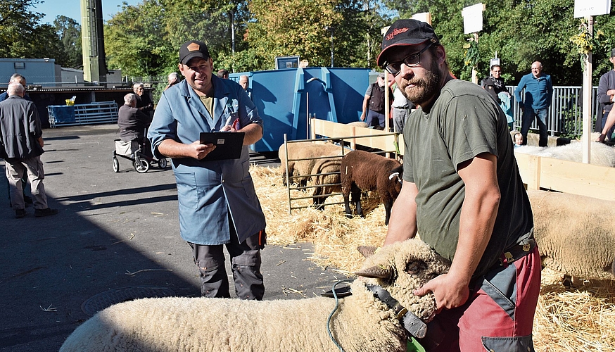 Richter Marcel Oesch (links) bewertet das von Stephan Meister vorgeführte Schaf. Richter Marcel Oesch (links) bewertet das von Stephan Meister vorgeführte Schaf.