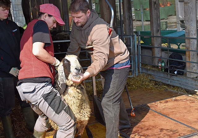 Die letzten Vorbereitungen, bevor der Scherer den Schafen an die Wolle geht.