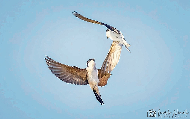 Der Hof von Willi Gloor in Staad trägt den Namen Schwalbenhof, da sich dort in den Sommermonaten bis zu 41 Schwalbennester befinden. Bild:Laszlo Németh Der Hof von Willi Gloor in Staad trägt den Namen Schwalbenhof, da sich dort in den Sommermonaten bis zu 41 Schwalbennester befinden. Bild:Laszlo Németh