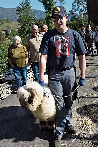 Andi Wampfler bringt ein Schwarznasenschaf zur Bewertung. Andi Wampfler bringt ein Schwarznasenschaf zur Bewertung.