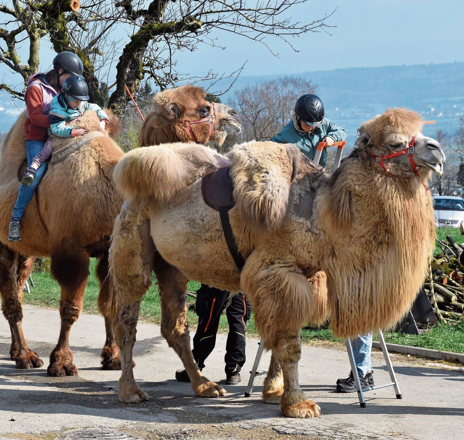 Hoch zu Kamel: Die seltenen Gäste auf dem Biohof in der Neuen Zelg sind eine der Attraktionen am Schafschurfest. Hoch zu Kamel: Die seltenen Gäste auf dem Biohof in der Neuen Zelg sind eine der Attraktionen am Schafschurfest.