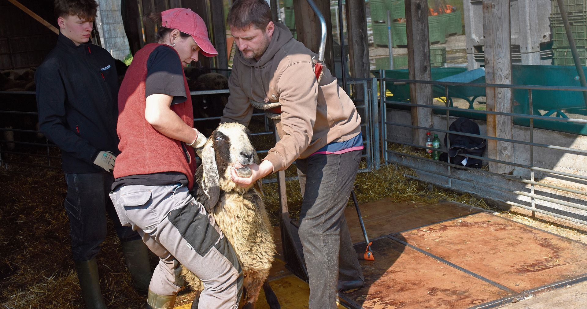 Die letzten Vorbereitungen, bevor der Scherer den Schafen an die Wolle geht. Die letzten Vorbereitungen, bevor der Scherer den Schafen an die Wolle geht.