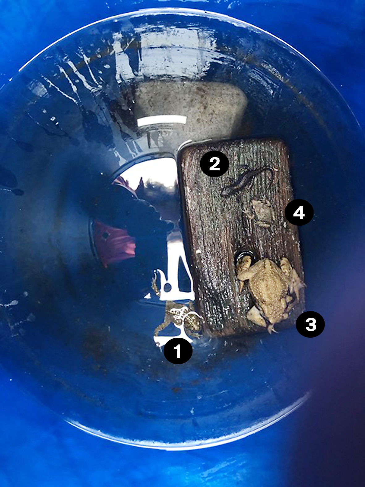 Kreuzkröte (1), und auf dem Holz ein Bergmolch (2), eine Erdkröte (3) und in der Mitte der «Glögglifrosch» (4), eine Geburtshelferkröte. Kreuzkröte (1), und auf dem Holz ein Bergmolch (2), eine Erdkröte (3) und in der Mitte der «Glögglifrosch» (4), eine Geburtshelferkröte.