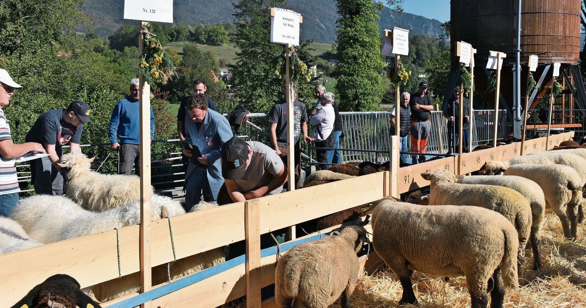 Der Aufzug von 140 Schafen beim Werkhof in Selzach. Sie alle werden von Richtern mit drei Noten bewertet: für Typ, Bein und Wolle. Eine Schafschau im Frühling und im Herbst zieht jeweils neben den Züchtern auch viele Zaungäste an. Der Aufzug von 140 Schafen beim Werkhof in Selzach. Sie alle werden von Richtern mit drei Noten bewertet: für Typ, Bein und Wolle. Eine Schafschau im Frühling und im Herbst zieht jeweils neben den Züchtern auch viele Zaungäste an.
