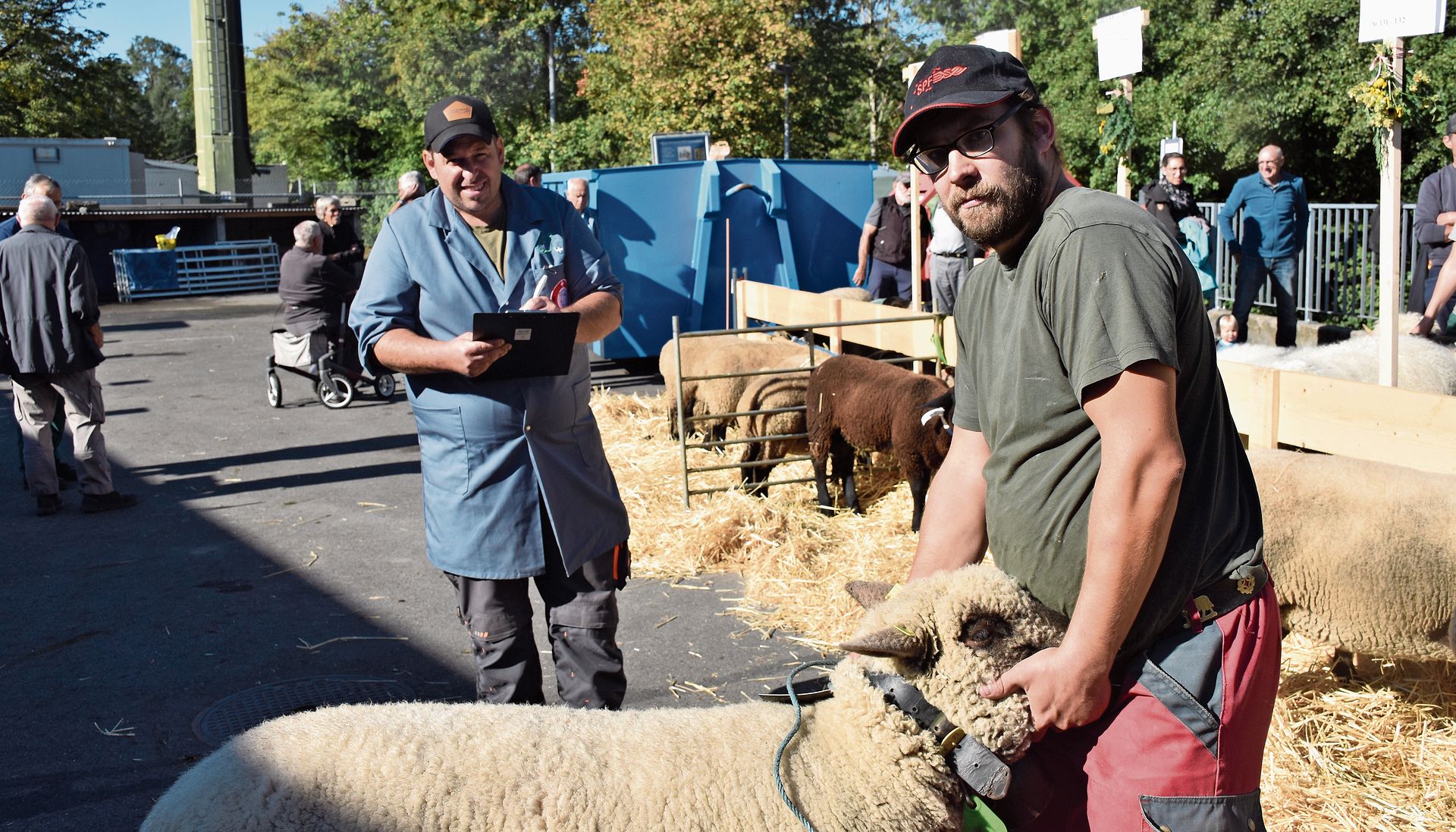 Richter Marcel Oesch (links) bewertet das von Stephan Meister vorgeführte Schaf. Richter Marcel Oesch (links) bewertet das von Stephan Meister vorgeführte Schaf.